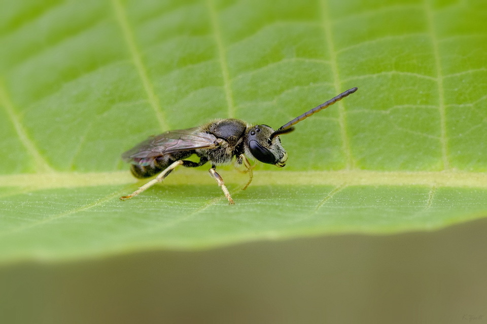 Lasioglossum