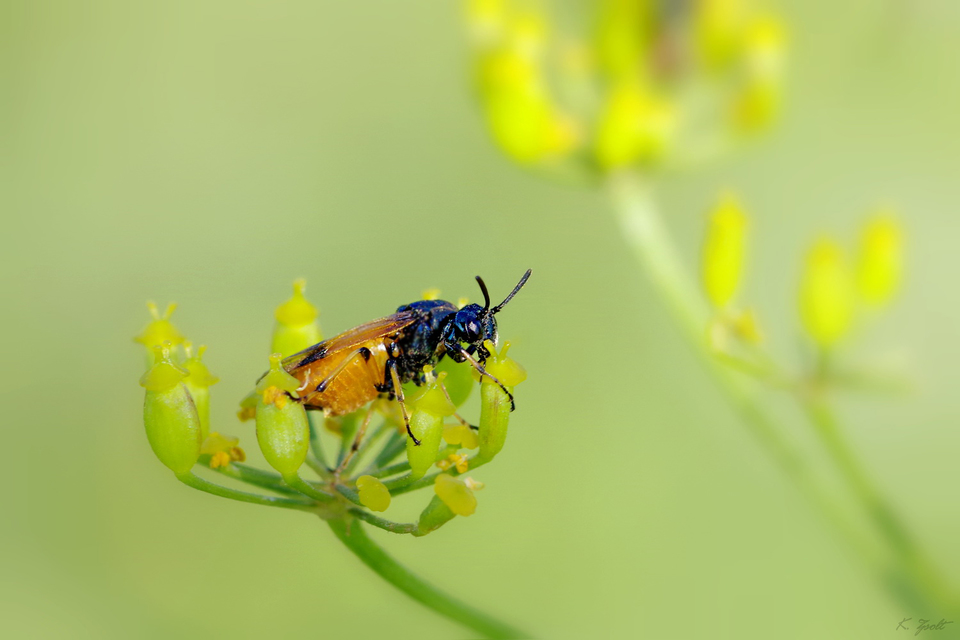 Argidae - botcsápú levéldarazsak