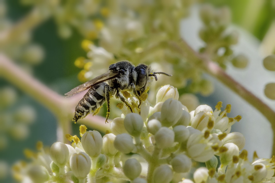 Coelioxys