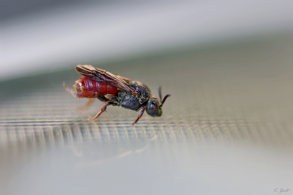 Biastes brevicornis