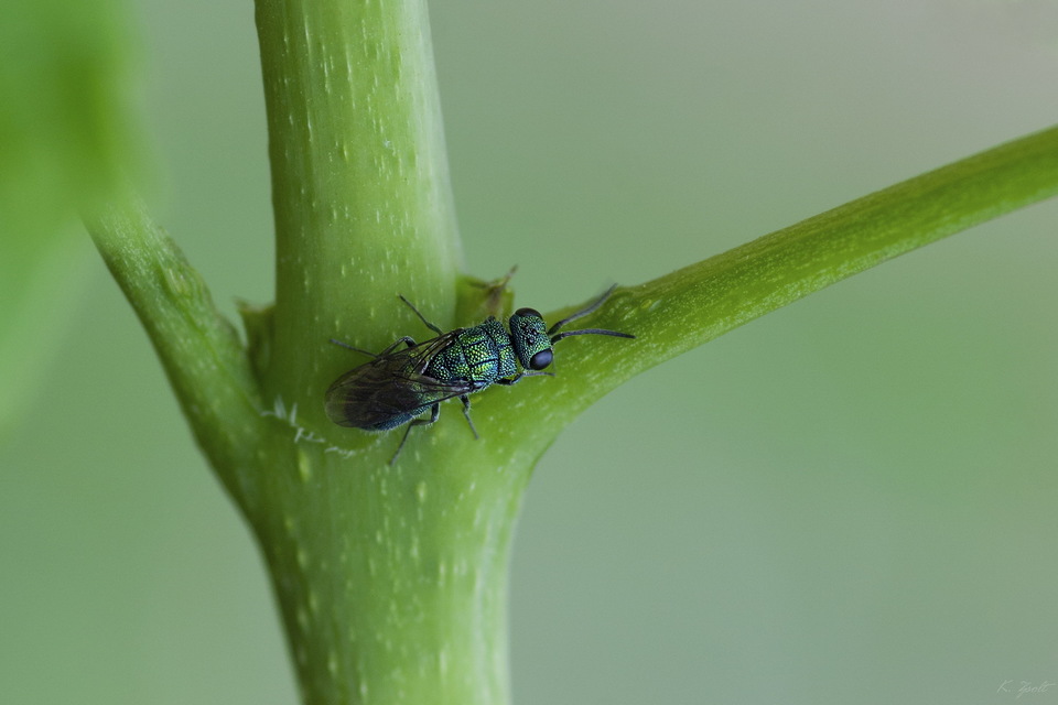 Trichrysis cyanea