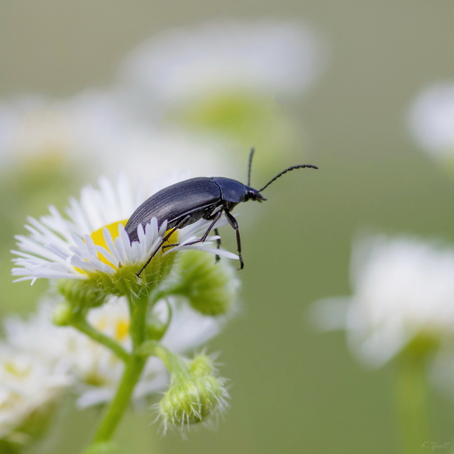 Podonta nigrita - szerecsenbogár