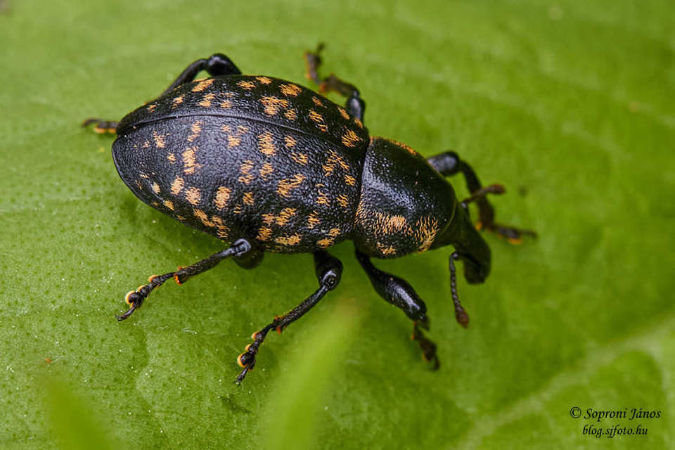 Liparus germanus - német acsalapuormányos