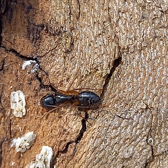 Camponotus fallax - ligeti lóhangya