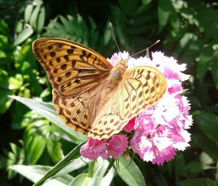 Argynnis pandora - zöldes gyöngyházlepke