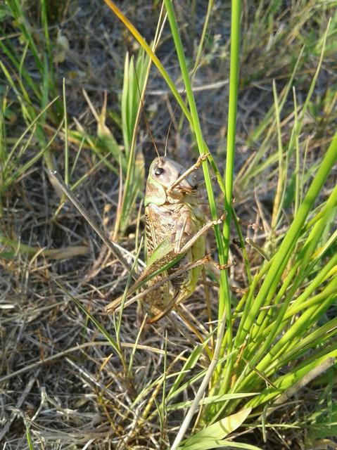 Decticus verrucivorus - szemölcsevő szöcske