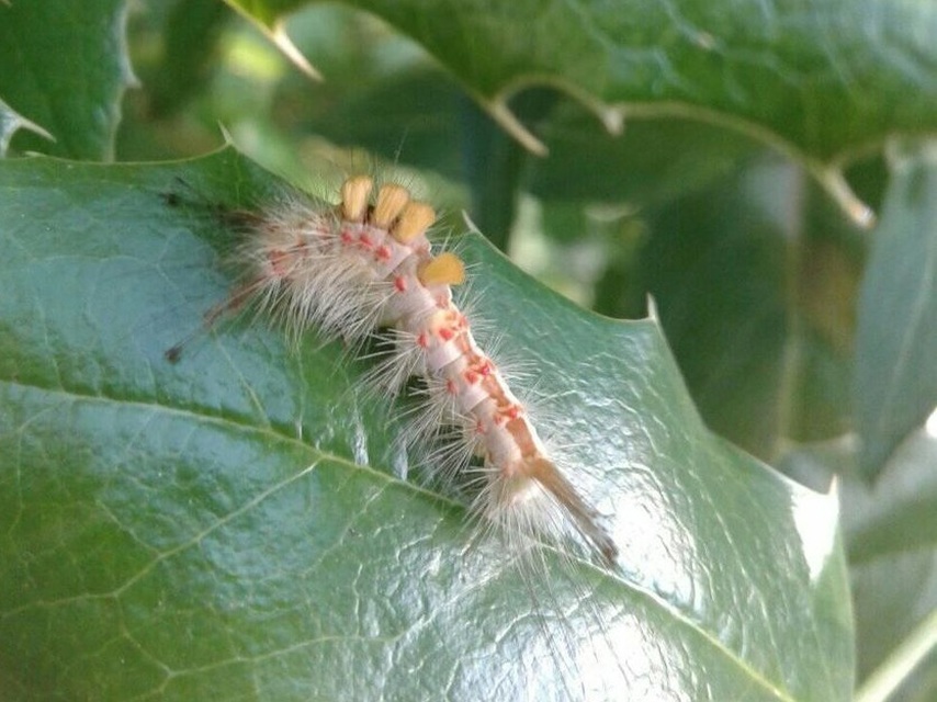 Orgyia antiqua - rozsdabarna kisszövő