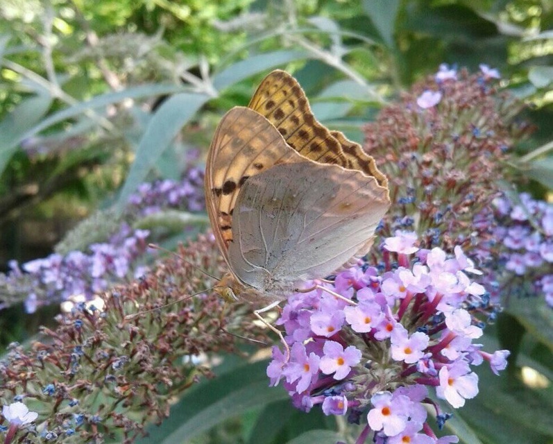Argynnis pandora - zöldes gyöngyházlepke