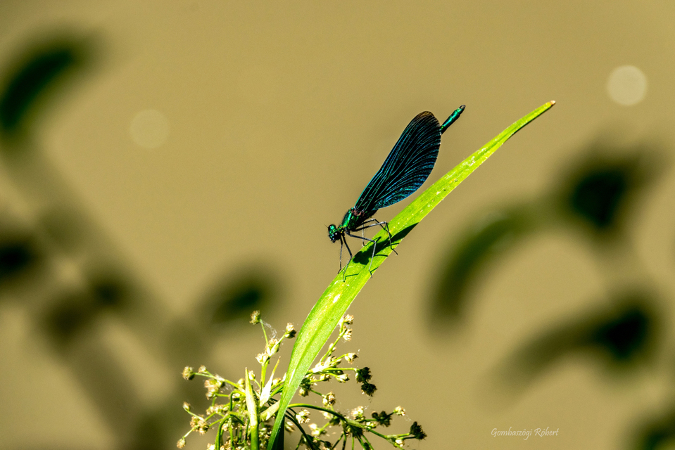 Calopteryx virgo - kisasszony-szitakötő