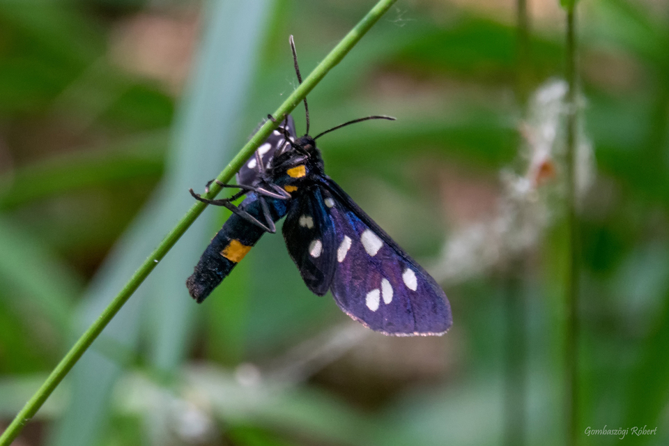 Amata phegea - fehérpettyes álcsüngőlepke