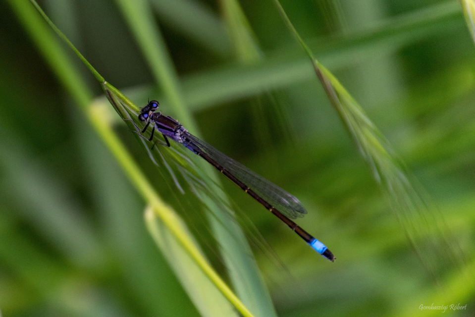 Ischnura elegans pontica - kéköves légivadász