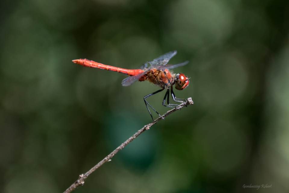 Sympetrum sanguineum - vörös katona-szitakötő