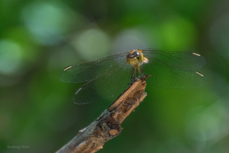 Sympetrum