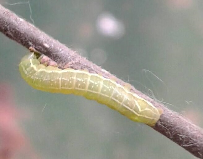 Amphipyra pyramidea - fahéjszínű bagoly