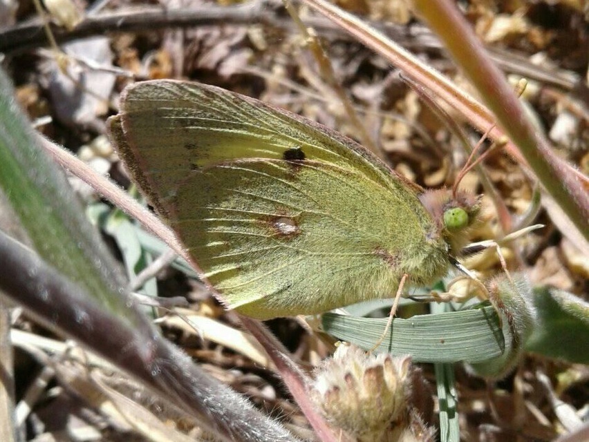 Colias erate - csángó-kéneslepke