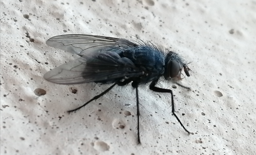 Calliphora vicina - kék dongólégy
