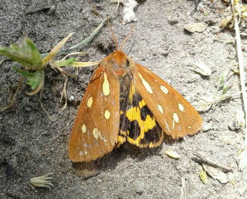 Hyphoraia aulica - barna medvelepke