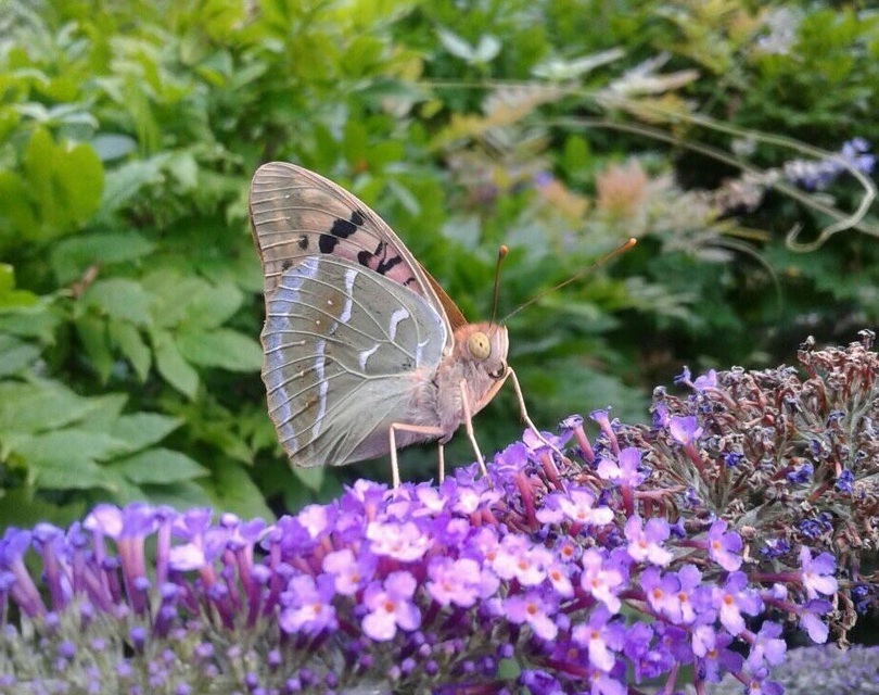 Argynnis pandora - zöldes gyöngyházlepke