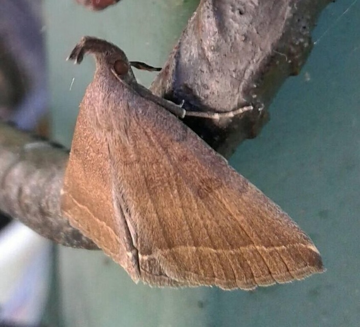Pechipogo plumigeralis - tollascsápú karcsúbagoly