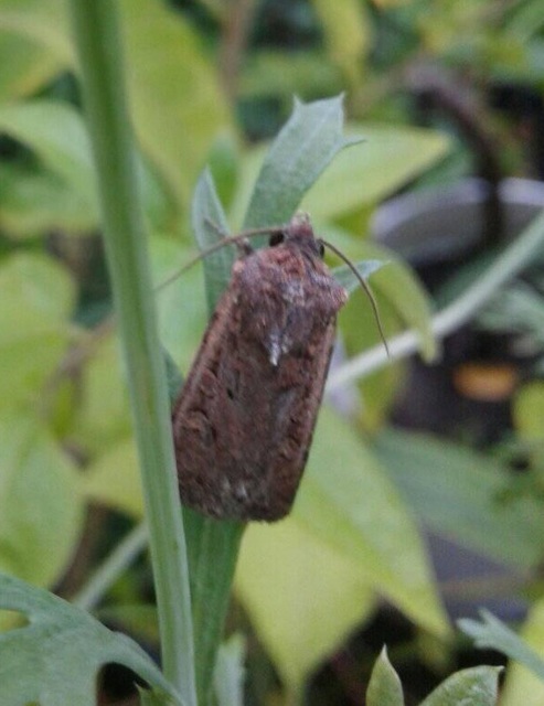 Euxoa tritici - búza-földibagoly