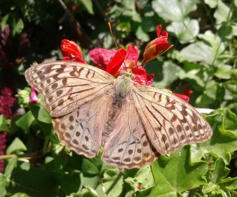 Argynnis pandora - zöldes gyöngyházlepke
