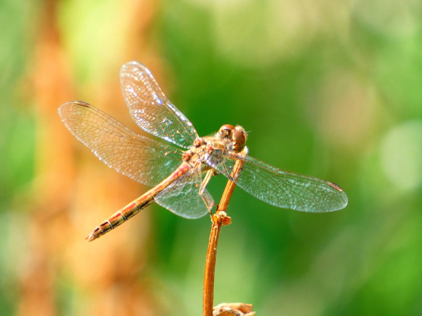 Sympetrum striolatum/vulgatum/meridionale