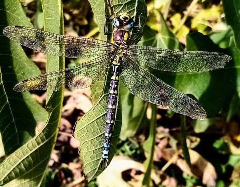 Aeshna cyanea - sebes karcsúacsa