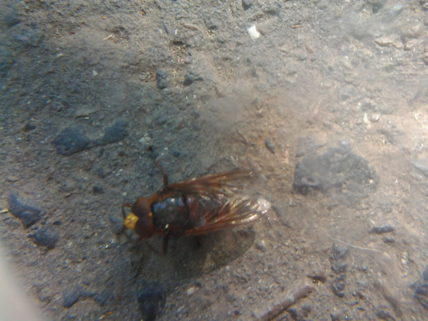 Volucella zonaria - kétöves pihelégy