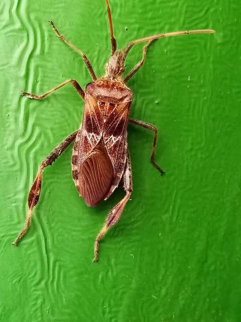 Leptoglossus occidentalis - nyugati levéllábú poloska