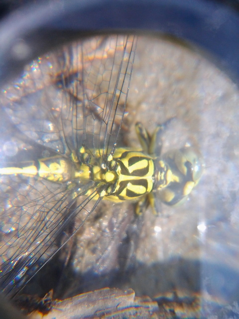 Gomphus flavipes - sárgalábú folyami-szitakötő
