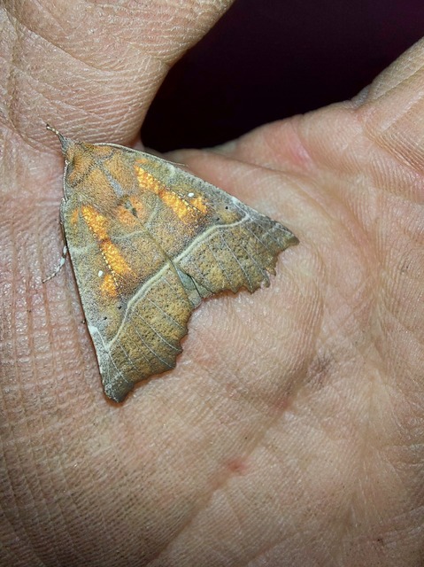 Scoliopteryx libatrix - vörös csipkésbagoly Scoliopteryx libatrix - vörös csipkésbagoly