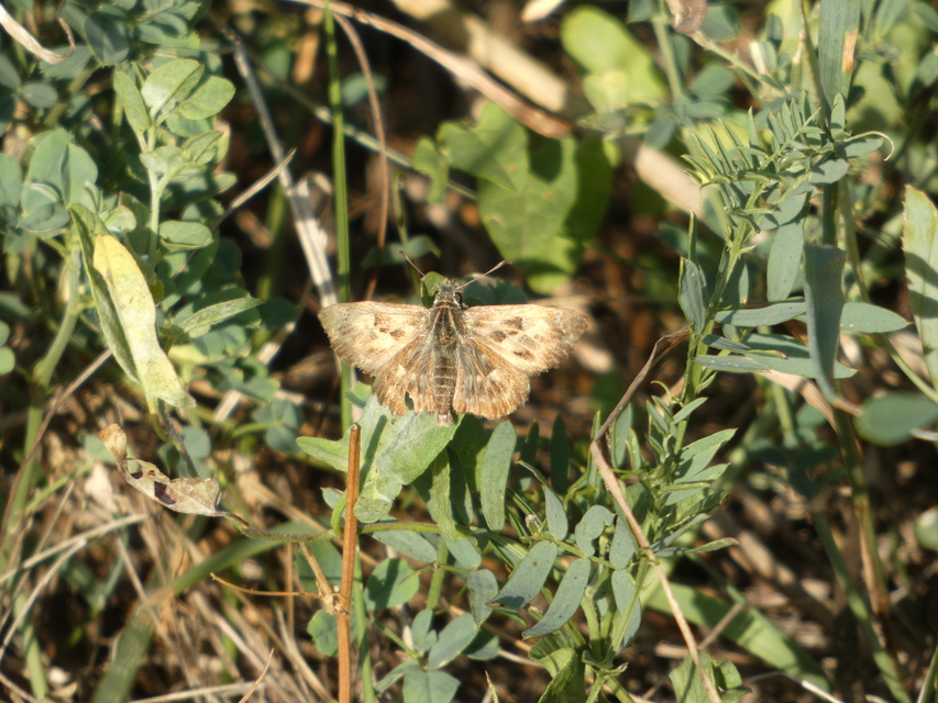 Carcharodus alceae - mályva-busalepke
