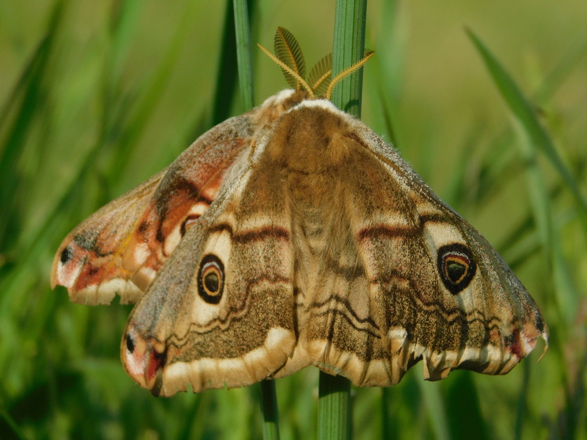 Saturnia pavoniella/pavonia