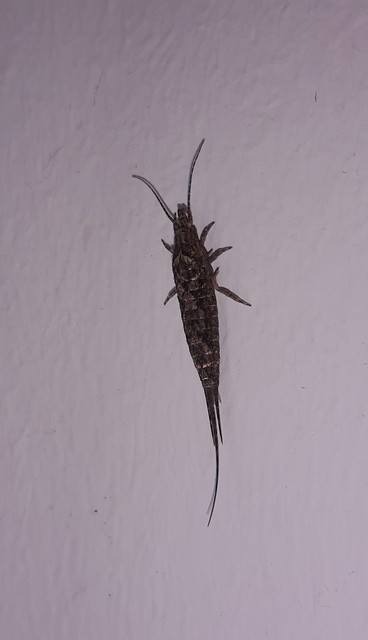 Archaeognatha - Ugróősrovarok