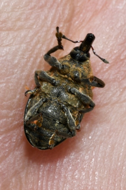 Larinus turbinatus - kúposorrú púderbarkó