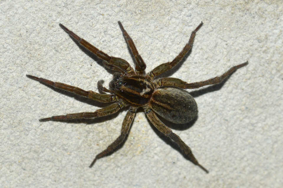 Trochosa