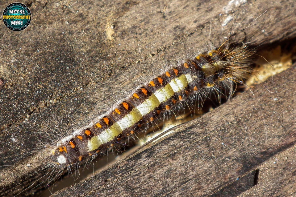 Acronicta psi - pszi-betűs szigonyosbagoly