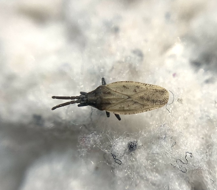Catoplatus carthusianus - pimpó-csipkéspoloska