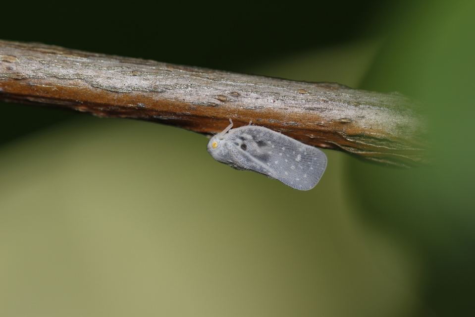 Metcalfa pruinosa - amerikai lepkekabóca