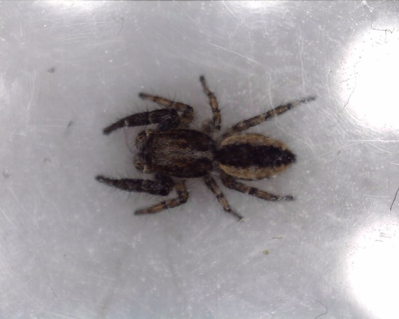 Pseudicius encarpatus - kéregugrópók