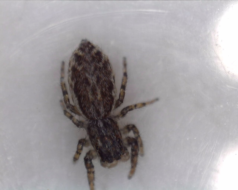 Pseudicius encarpatus - kéregugrópók