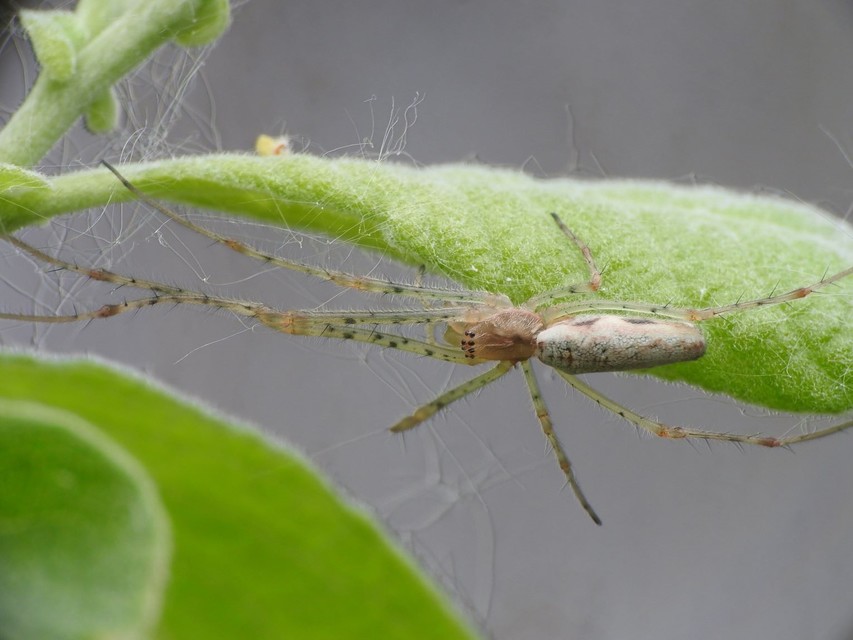 Tetragnatha