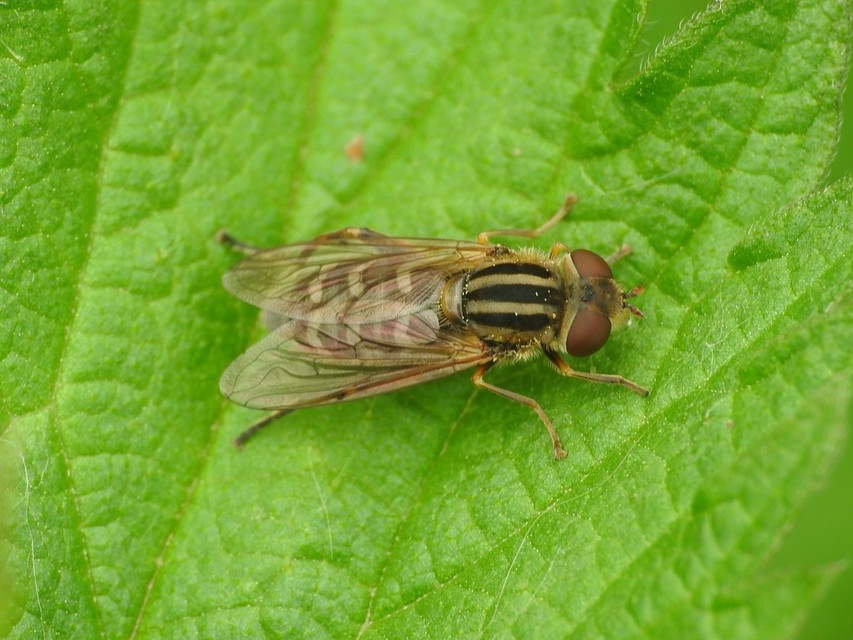 Anasimyia