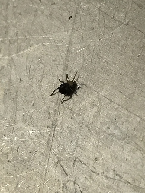 Mezium americanum
