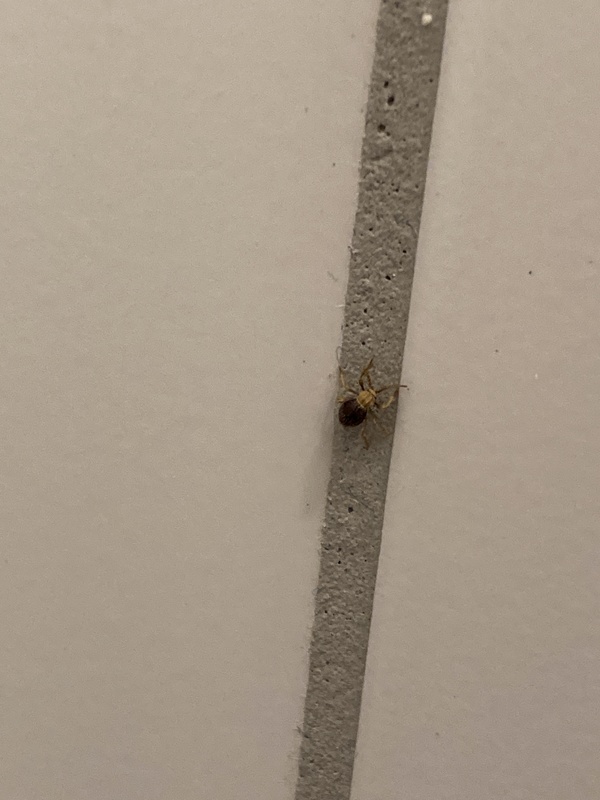 Mezium americanum