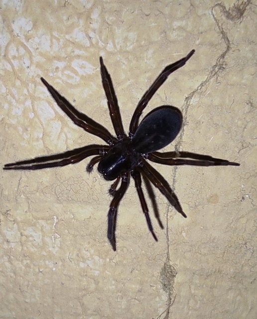 Amaurobius ferox - nagy eretnekpók