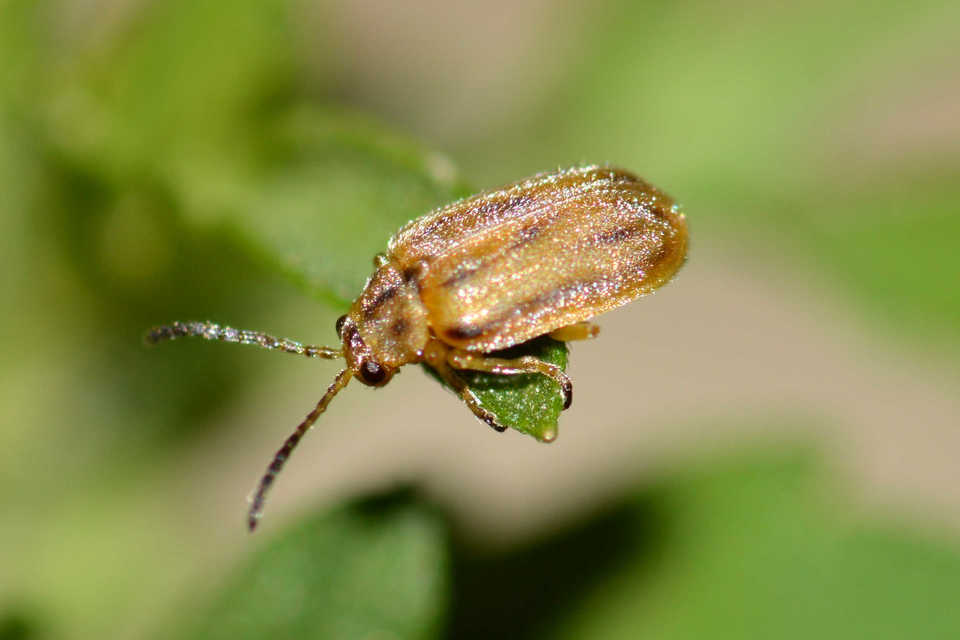 Ophraella communa - parlagfű-olajosbogár