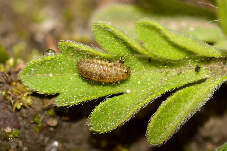 Ophraella communa - parlagfű-olajosbogár