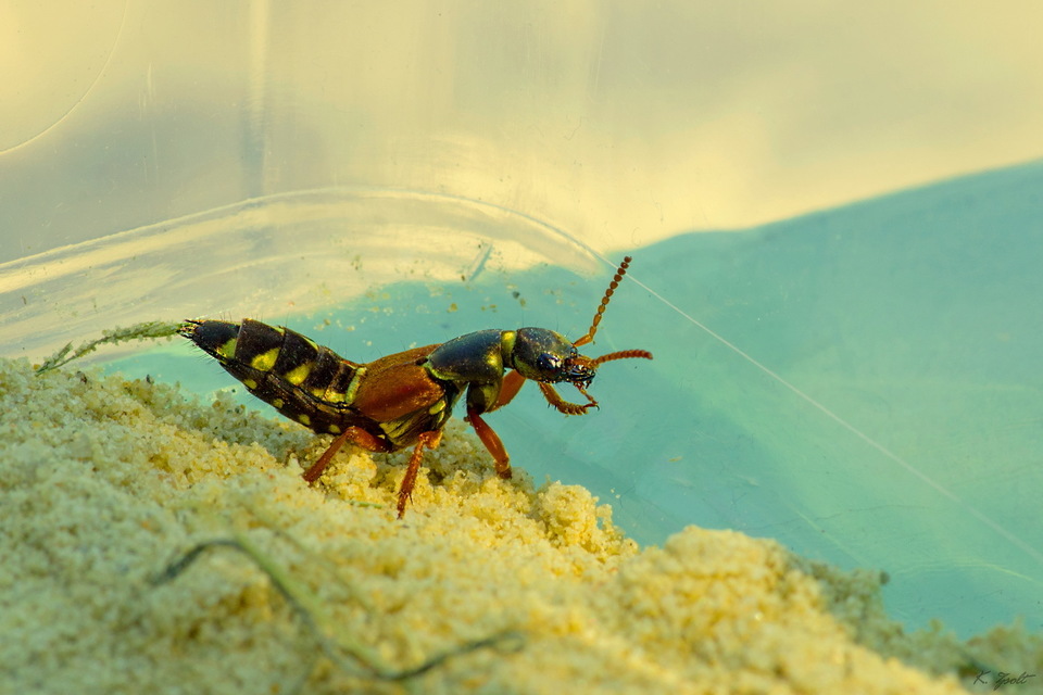 Staphylinus caesareus - aranysujtásos holyva