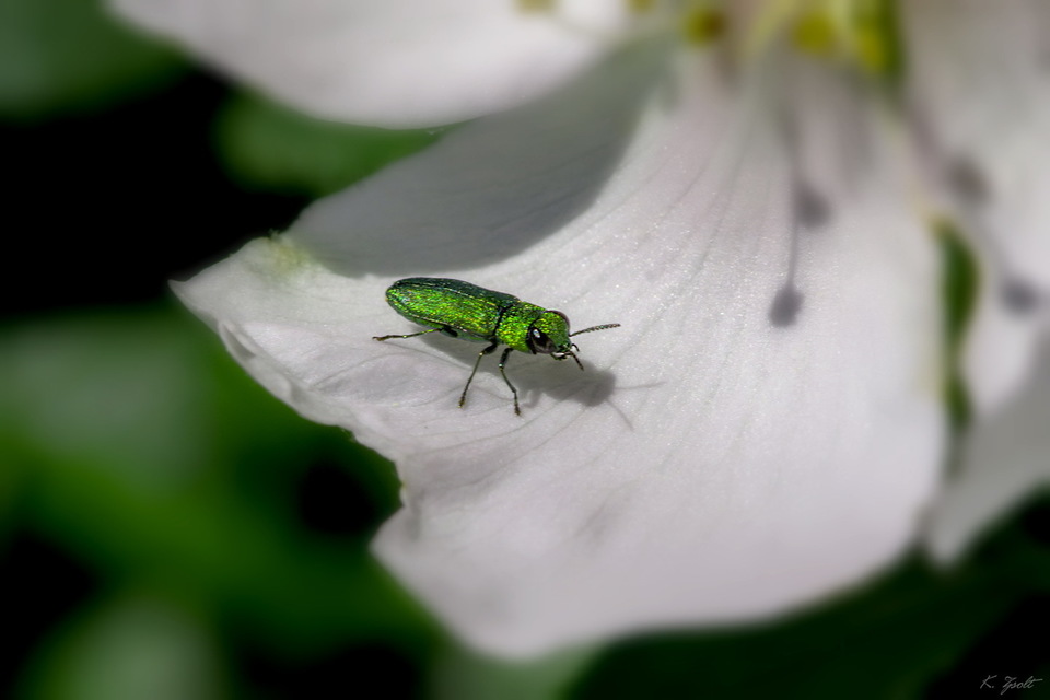 Anthaxia nitidula - ragyogó virágdíszbogár